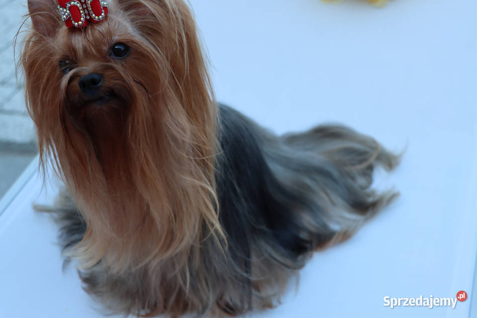 York szczenięta Championach z rodowodem hodowla Wrocław