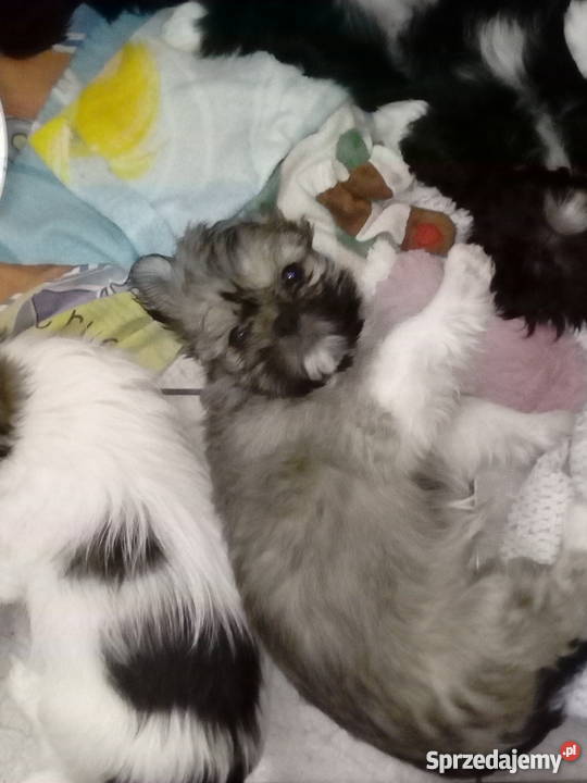 Szczeniaki Shih Tzu Psy Kraśnik sprzedam