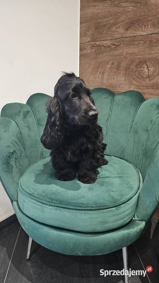 Cocker Spaniel Angielski Cocker Spaniel Jasienie