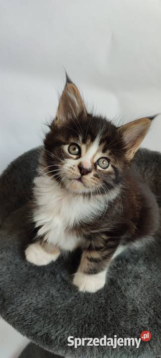 Maine coon Kotka czarna klasycznie pręgowana z Żywiec