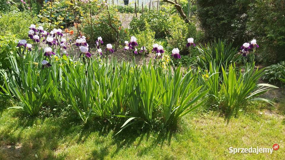 Działka rekreacyjna ROD Kraków Dąbie 307m2