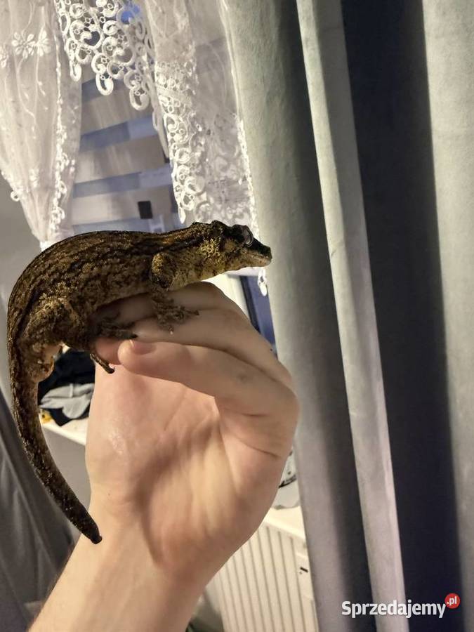 Kameleon gargulcowy z terarium podlaskie Łomża