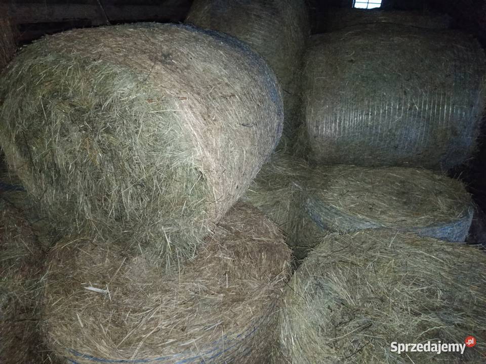 siano zbiór 2025 lubelskie Radzyń Podlaski sprzedam