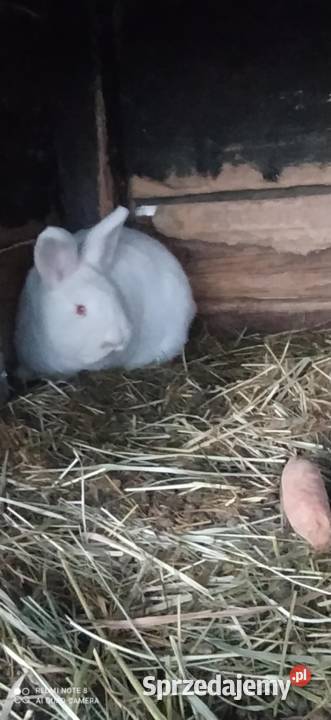 Króliki Nowozelandzkie białe Gryzonie