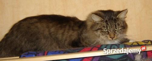 Kocięta syberyjskie Koty kujawsko-pomorskie Bydgoszcz sprzedam