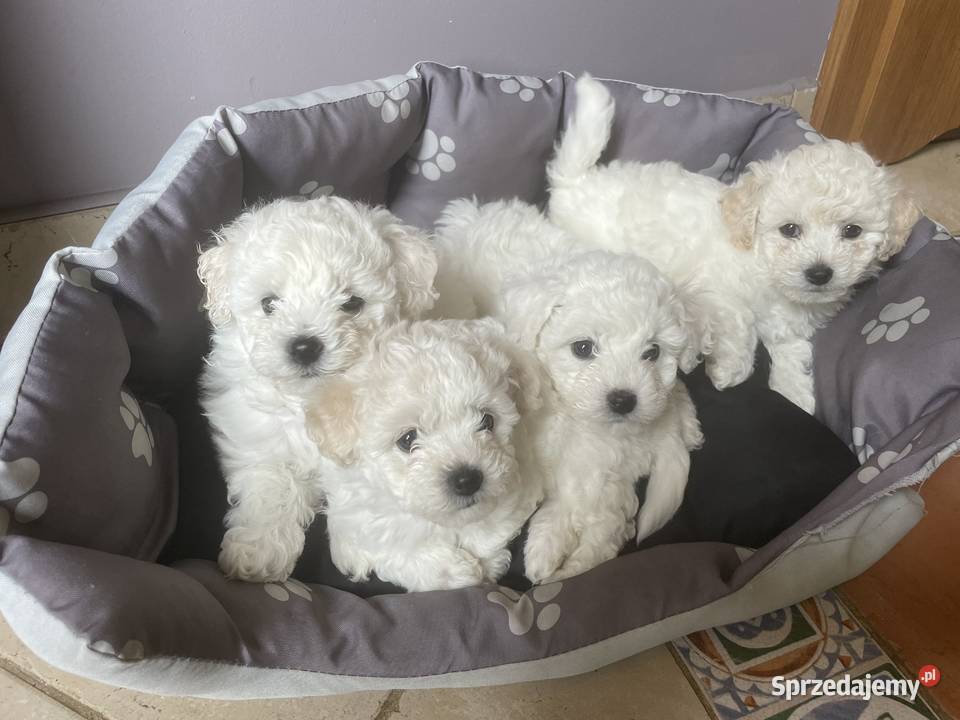 Bichon Frise Psy Łódź