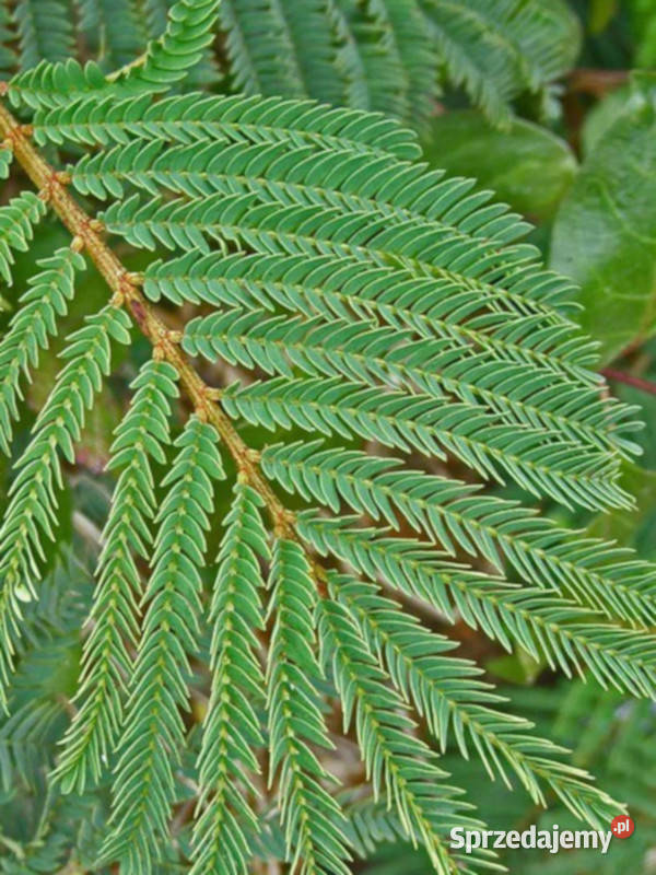 AKACJA DECURRENS Acacia decurrens NASIONA 100g Lubanie