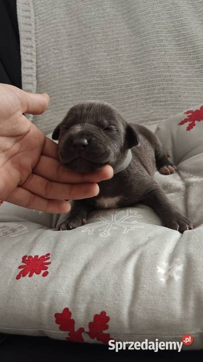 Amstaff Szczeniąta Blue łódzkie Strzałków sprzedam