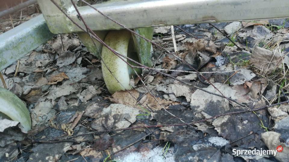 Regał z stali nierdzewnej na kołach plastikowych Stary Sącz