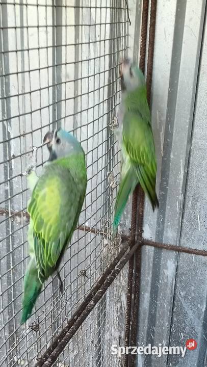 Alekandretty Chińskie Rybnik