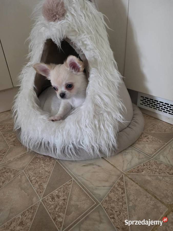 Chihuahua piesek ZKwP CH Łódź sprzedam