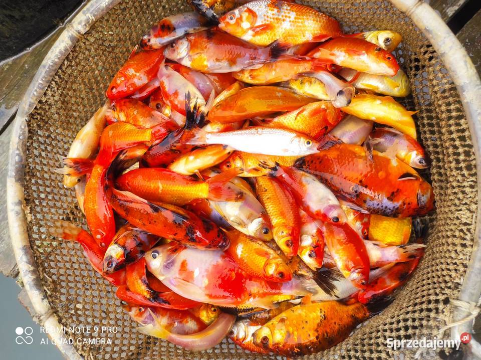 Narybek Amura karpia lina karasia złotego Mościsko