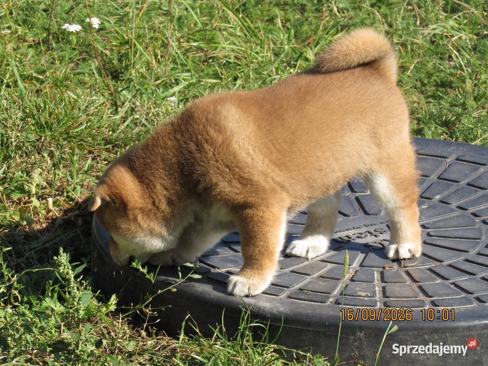 Rezerwacje na dwoje szczeniąt rasy Shiba Inu Zwierzęta Bychawka Trzecia