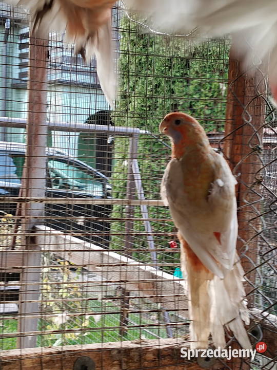 Sprzedam papugi rozella kragen Sochaczew