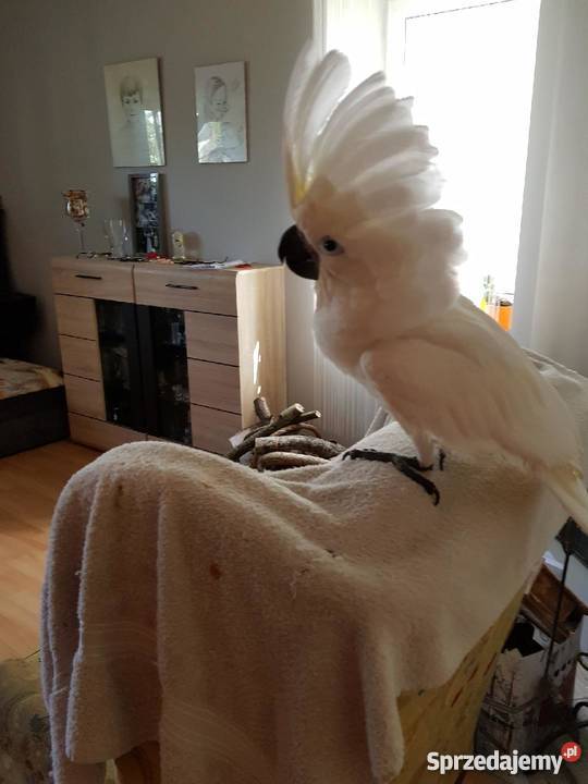 Kakadu Alba ręcznie karmiona Łódź