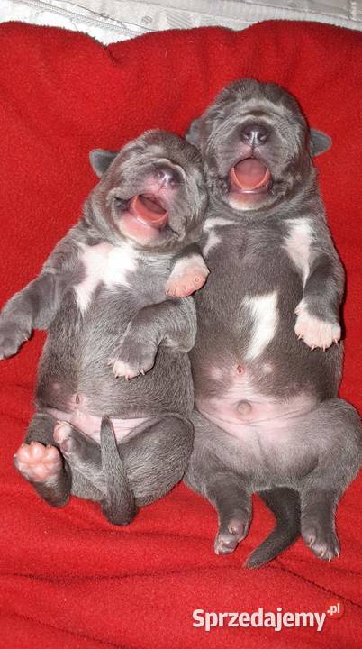 Amstaff piękne szczeniaki rodzice przebadane lubelskie Dęblin