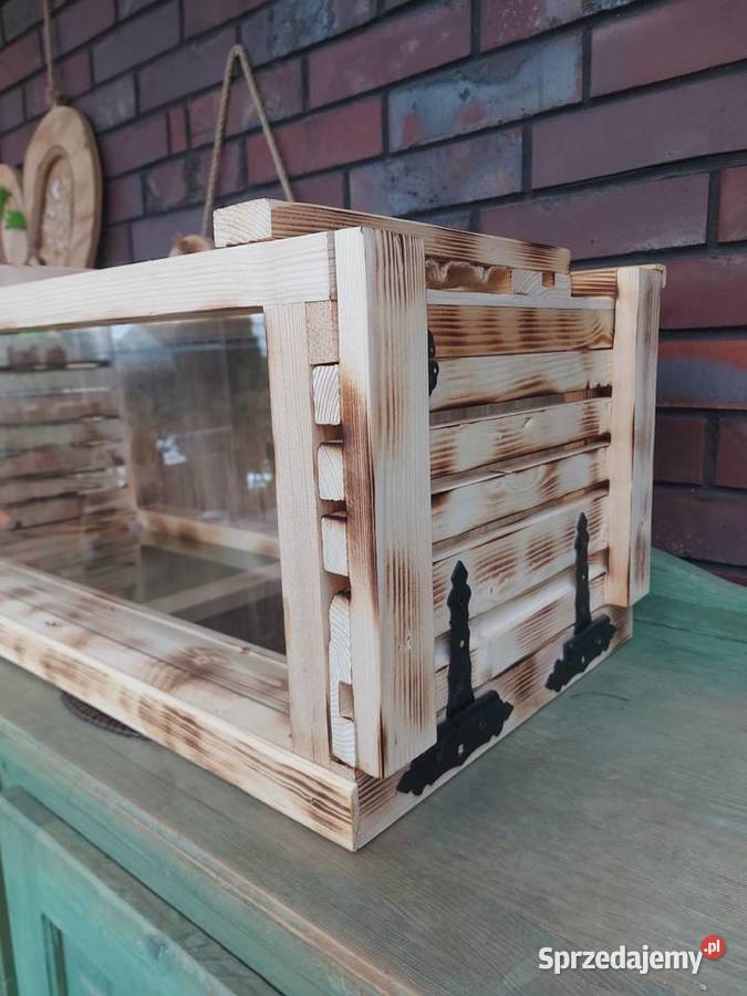 Terrarium żółwia jeża pigmejskiego Opole