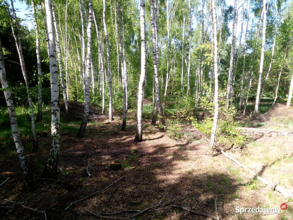 Drewno kominkowe 100 metr mazowieckie