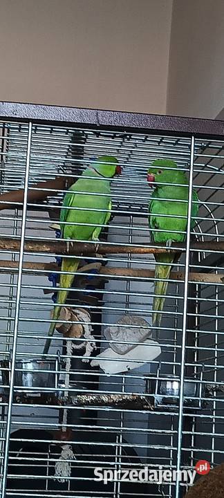 Zamienię parę Aleksandrett Bydgoszcz