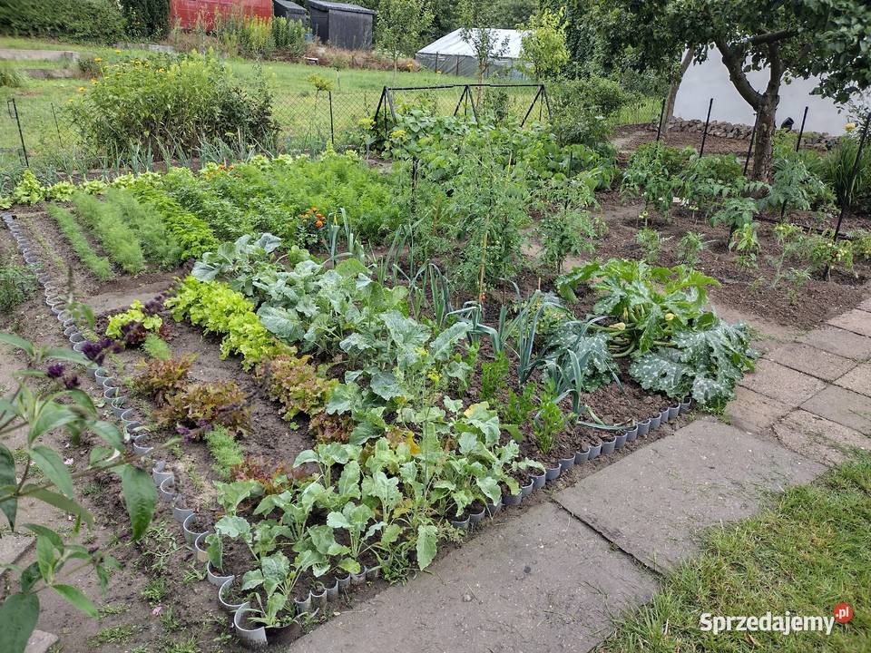 Działka ROD z domkiem 2025 Aleksandrów Kujawski Pozostałe