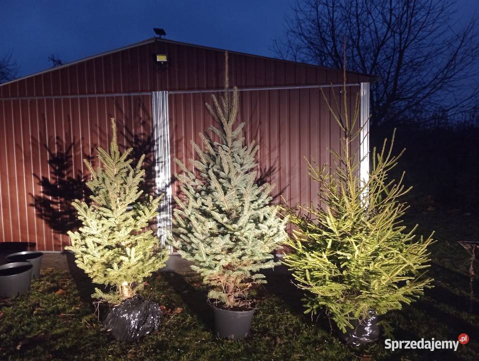 choinki świąteczne świerk srebrny zielony Michałów Rudnicki