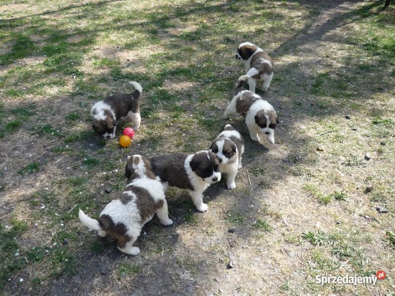 BERNARDYN SZCZENIĘTA Konin