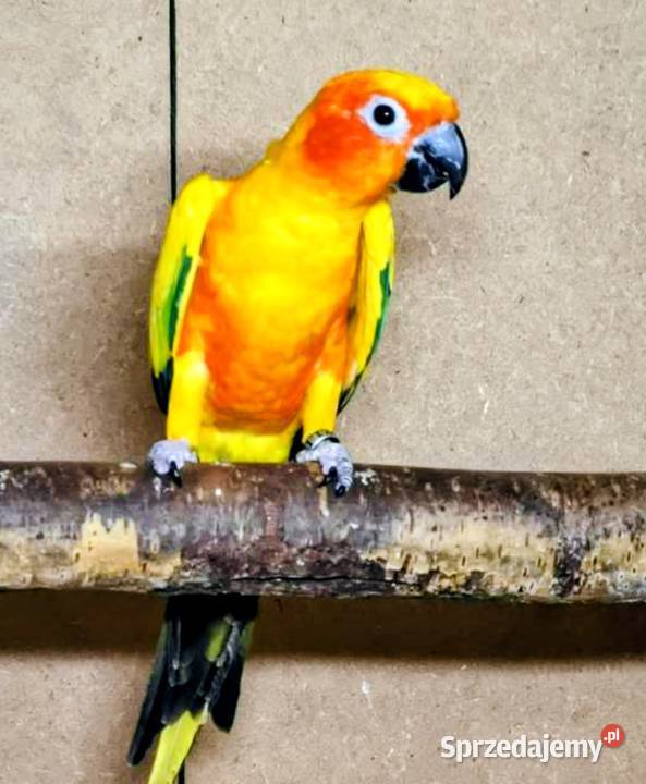 Sprzedam Konury śląskie Gliwice