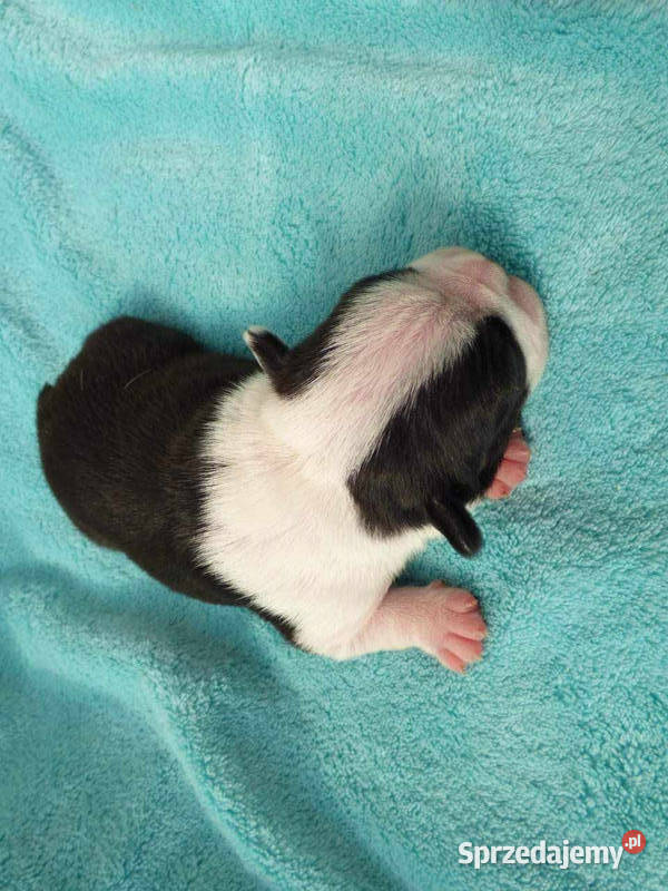 Boston Terrier wielkopolskie Ostrów Wielkopolski