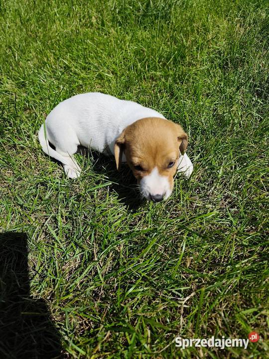 Szczeniaki Jack Russell terrier Marynki