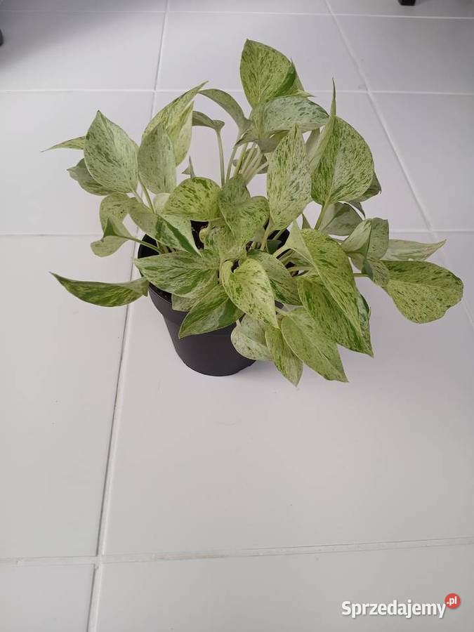 Epipremnum Marble Queen Snow Częstochowa