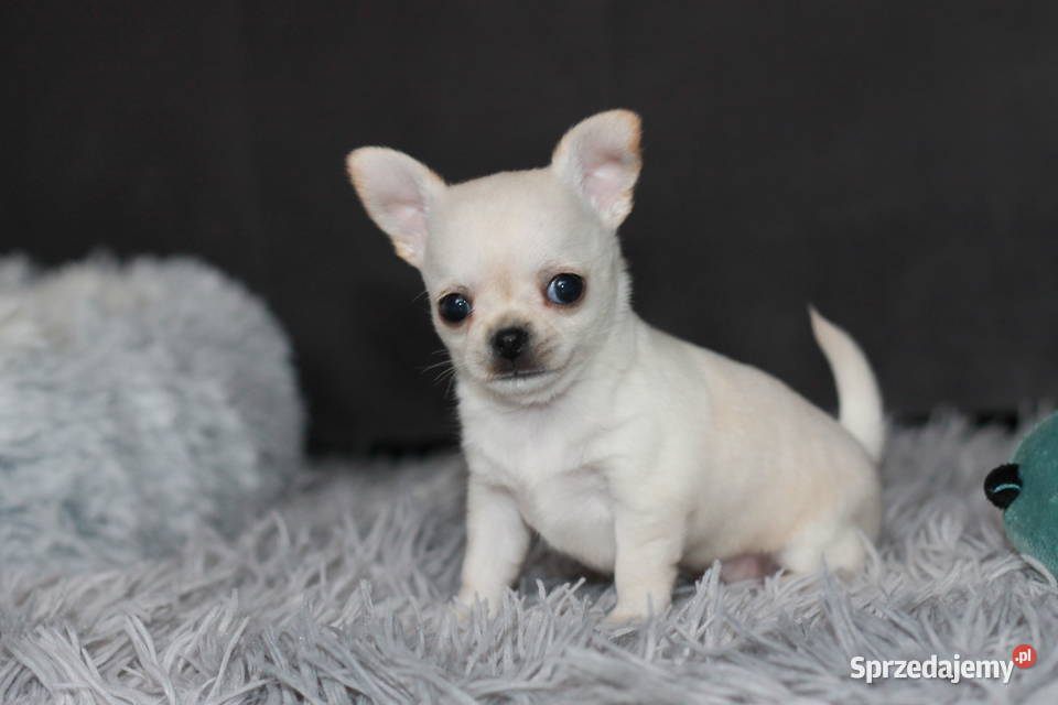 Chihuahua Geri krótkowłosey ZKwP FCI Świnoujście