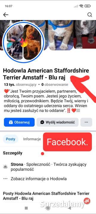 Amstaff BLUE I BŁĘKITNOPŁOWE ODBIÓR Dęblin