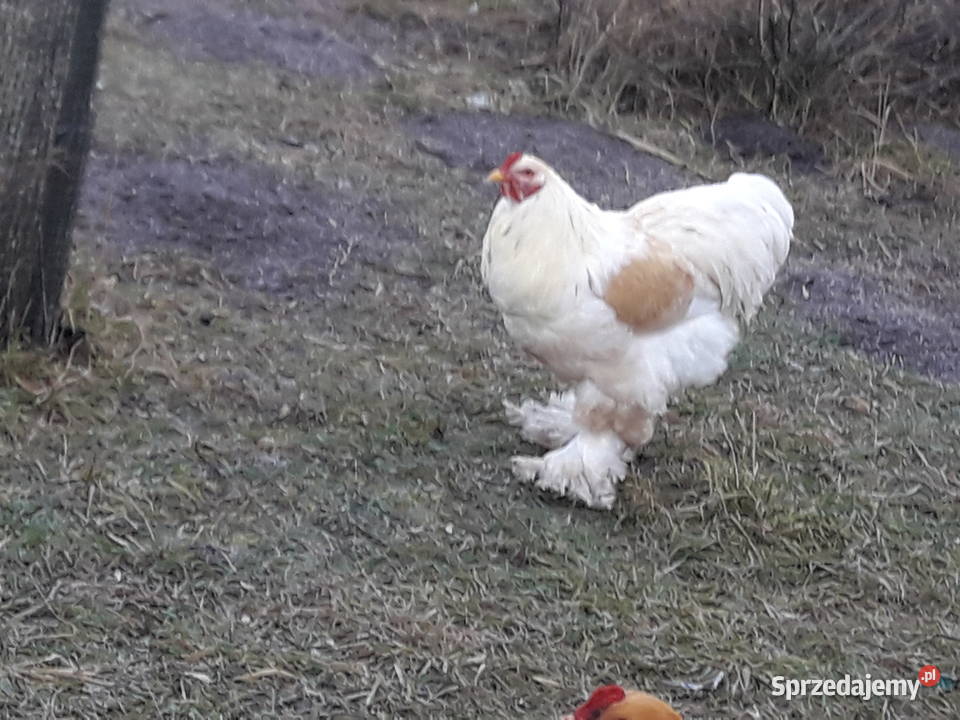 Posiadam na sprzedaż rasowego koguta Brachmę Dwikozy