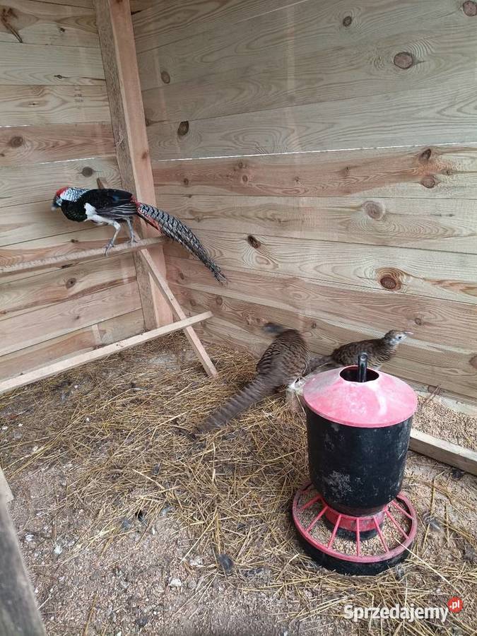 Bażant diamentowy samiec i dwie samice Ptaki wielkopolskie Lwówek