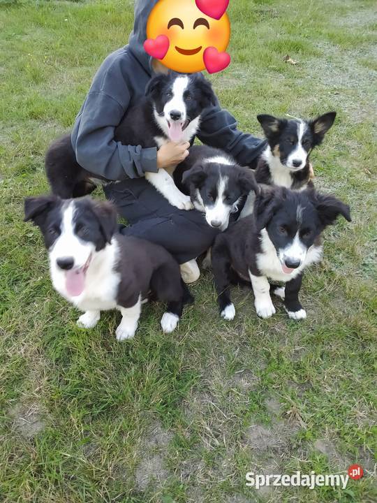 Border Collie szczeniak Rogów
