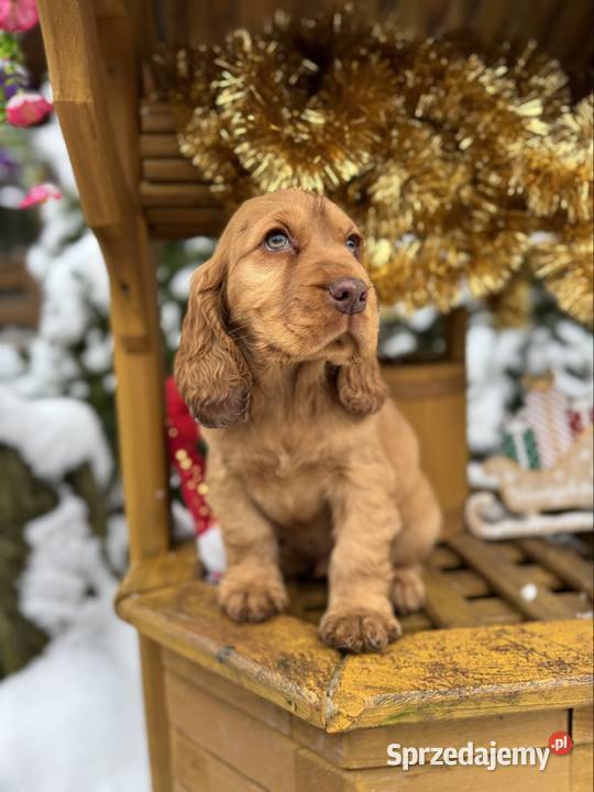 Cocker Spaniel Angielski piesek sunia z świętokrzyskie