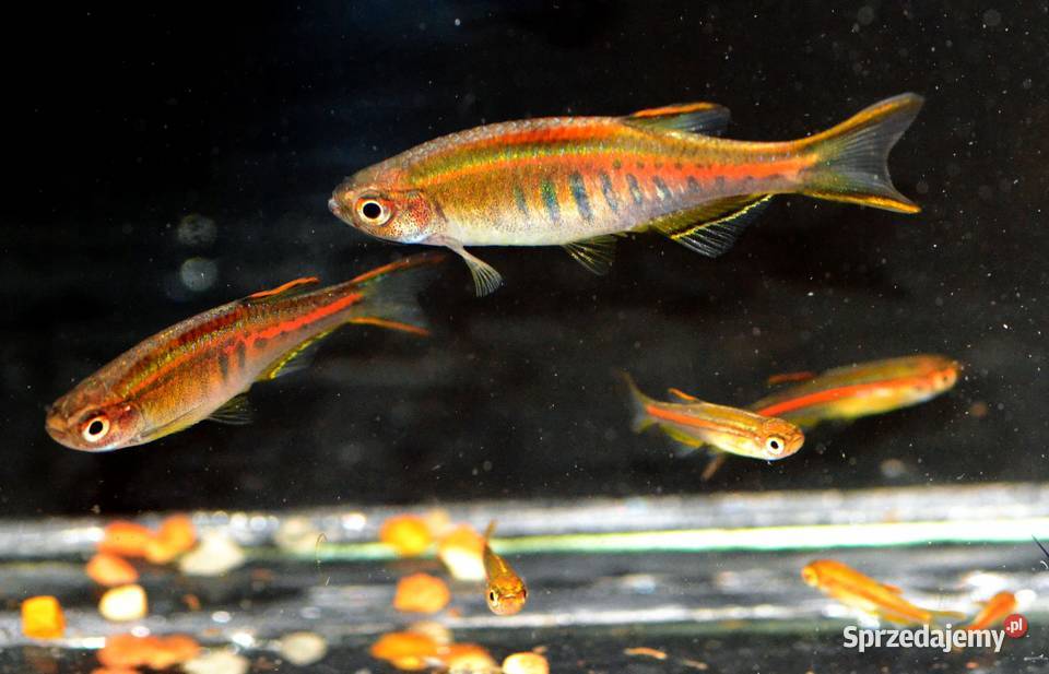 Danio myanmarski Celestichthys choprae BOGATA Gdańsk