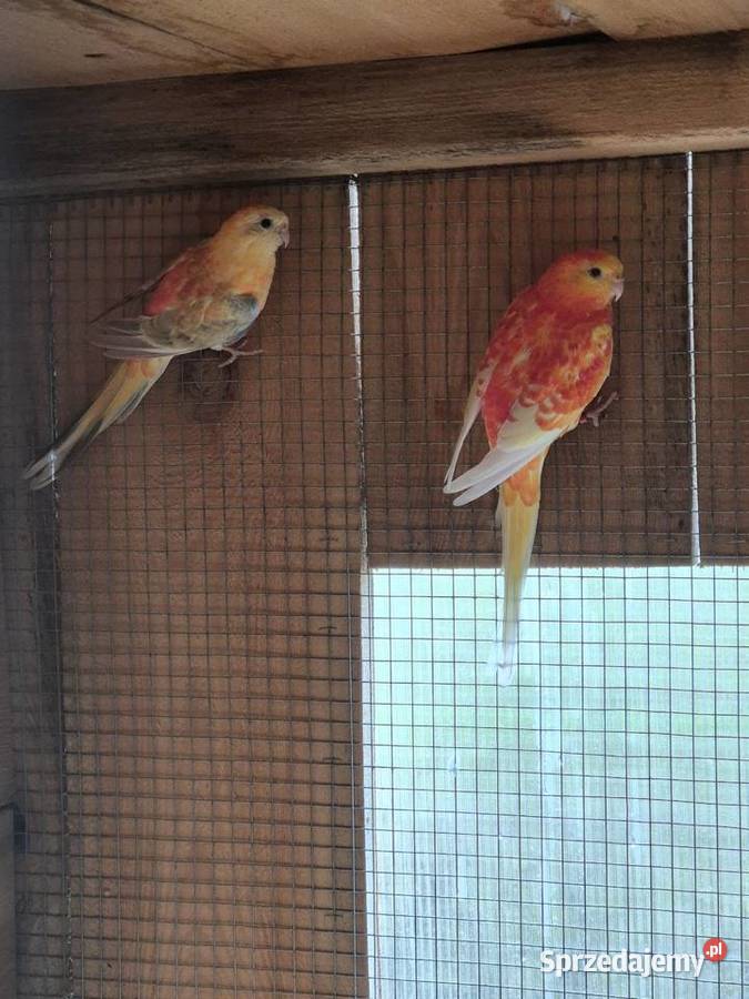 Swiergotki Orange Ptaki Brzezie sprzedam