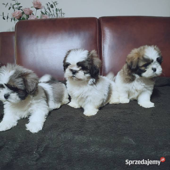 Shih tzu szczenięta Hodowla domowa Zwierzęta zachodniopomorskie Szczecinek sprzedam
