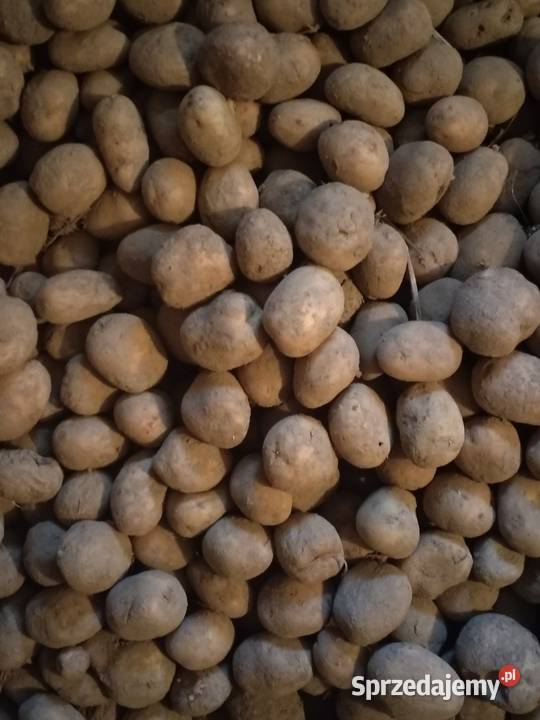 Sprzedam ziemniaki Łańcut sprzedam
