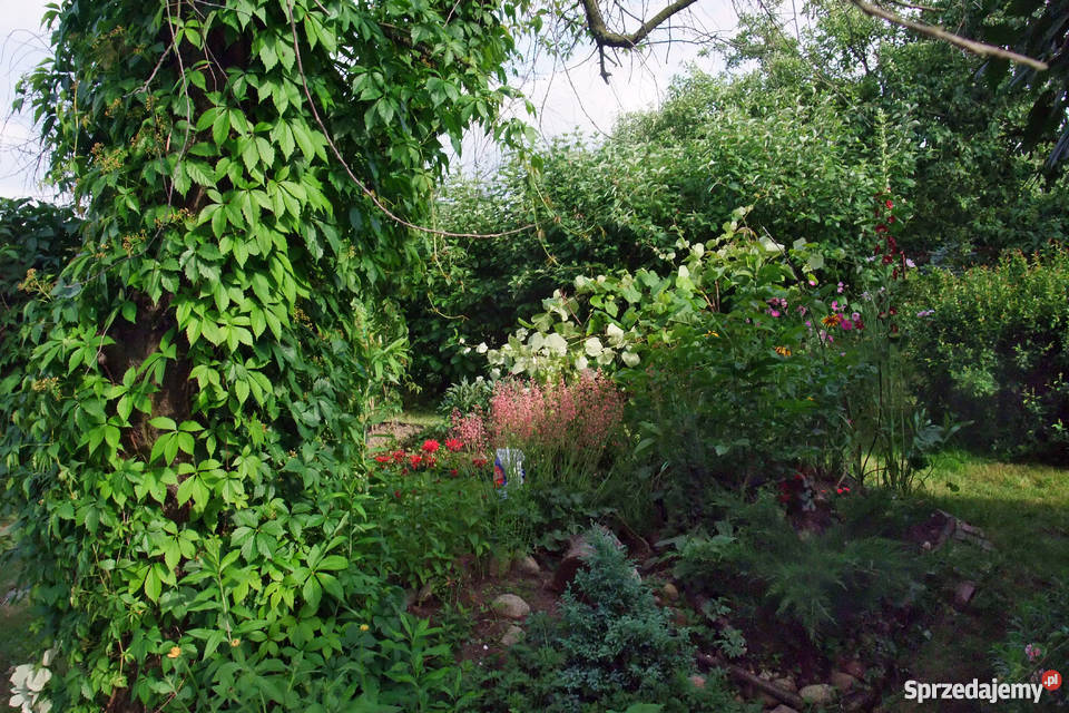 Sprzedam działkę ROD 350m2 Warszawa Nadwiśle