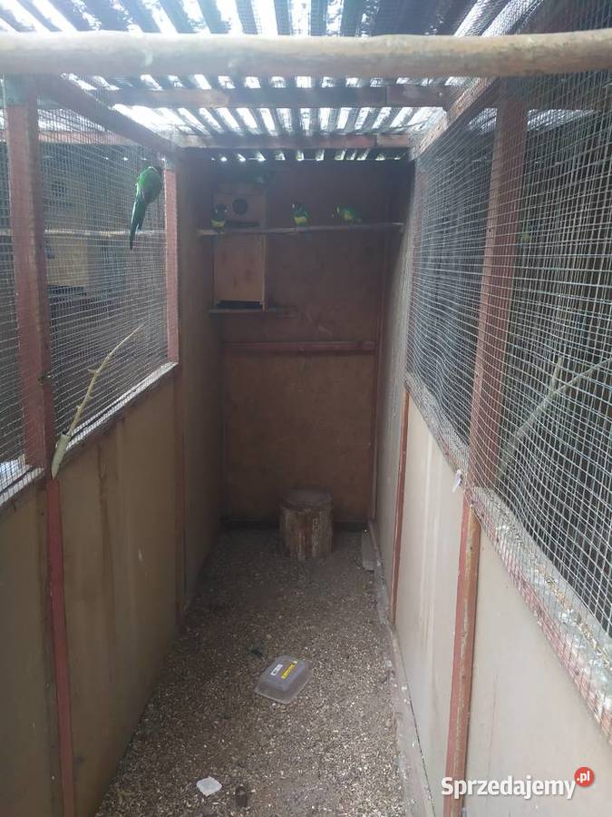 Rozella królewska Bernard czarno głowy Orzesze sprzedam