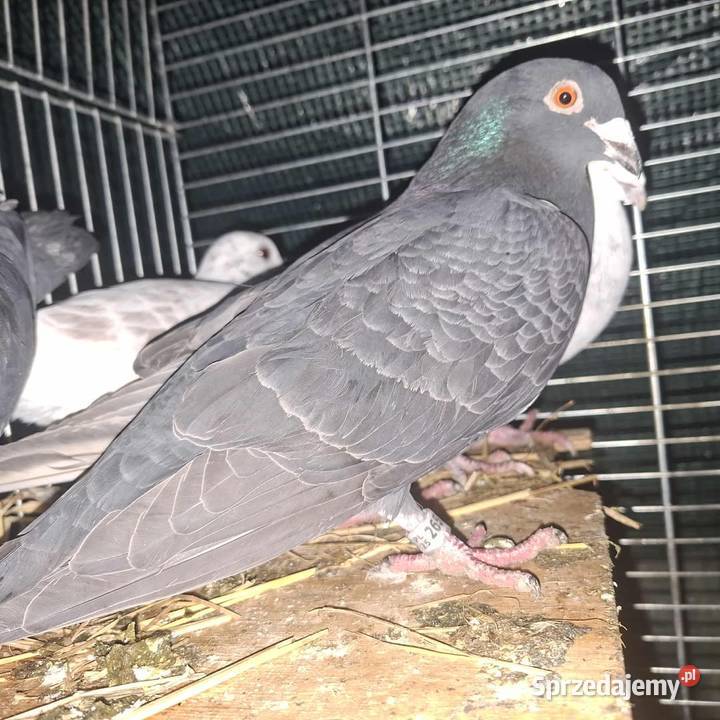 Golebie Niedrzwica Duża sprzedam