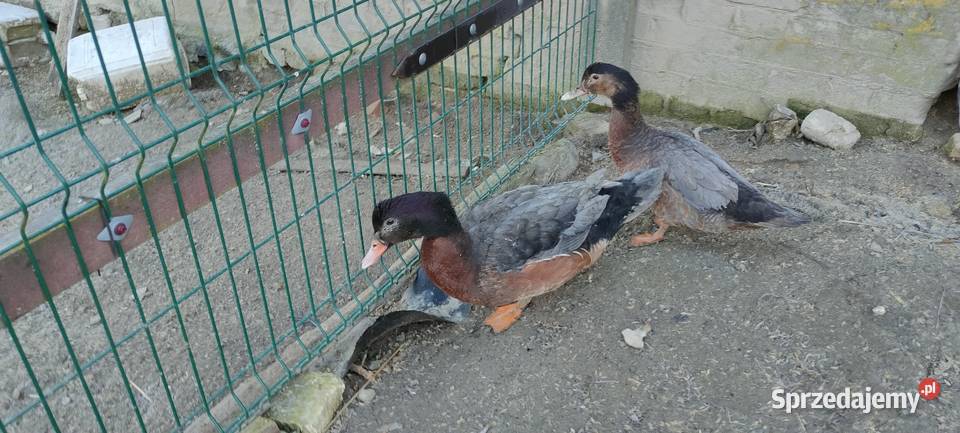 Sprzedam laczki z 25 roku Sobieska Wola Druga