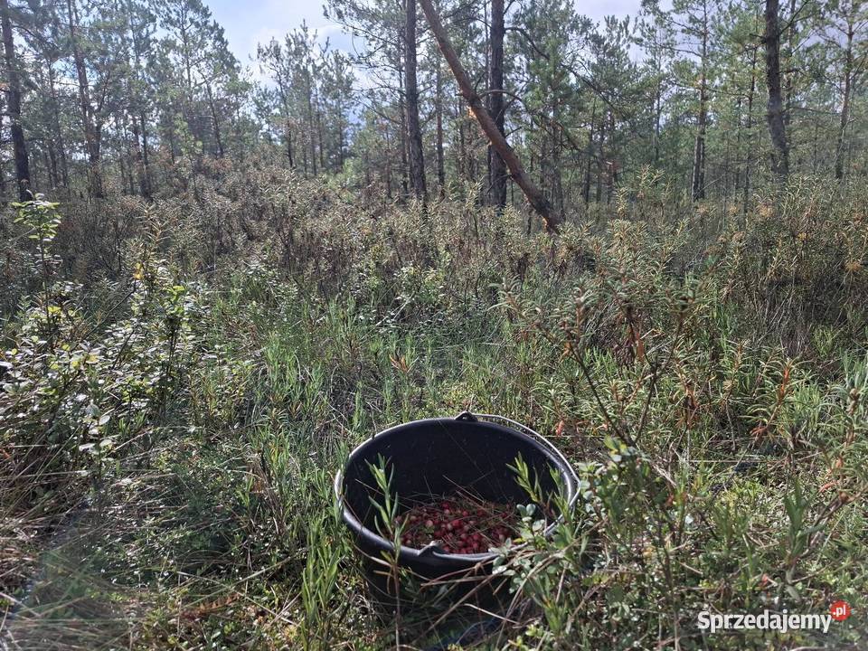 Żurawina bagiennaleśnabłotna litr Janów Lubelski