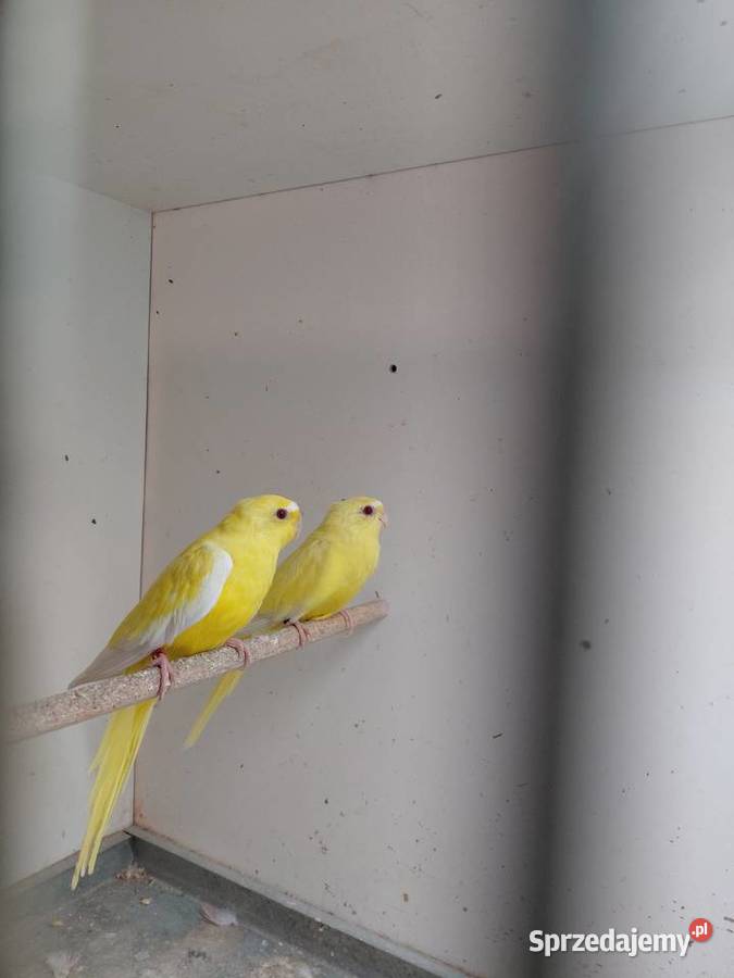 Łąkówki modrobrewne Kalisz