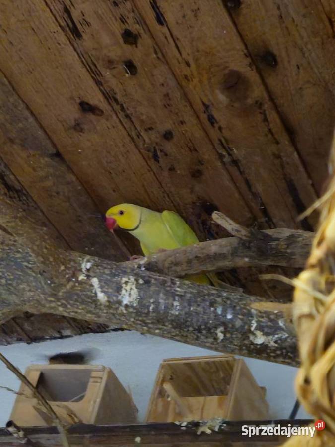 Sprzedam aleksandrette wielkopolskie Mądre