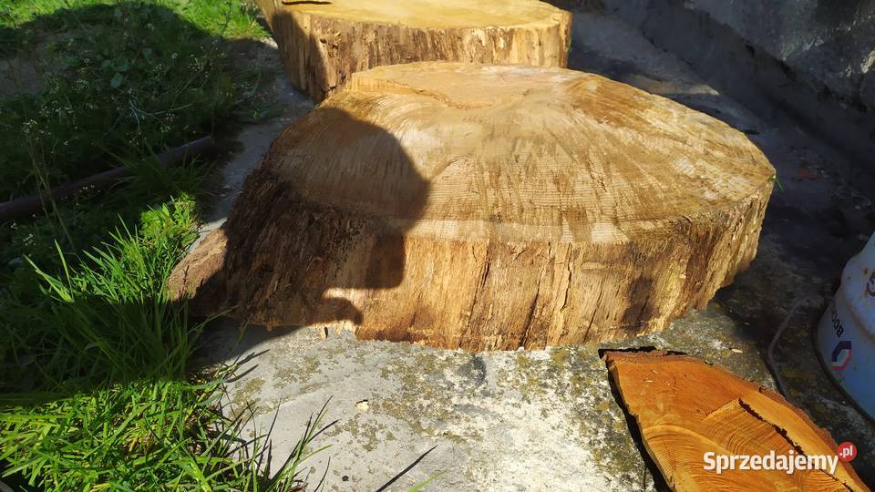 Plastry dębu 2 Pozostałe Gołowierzchy