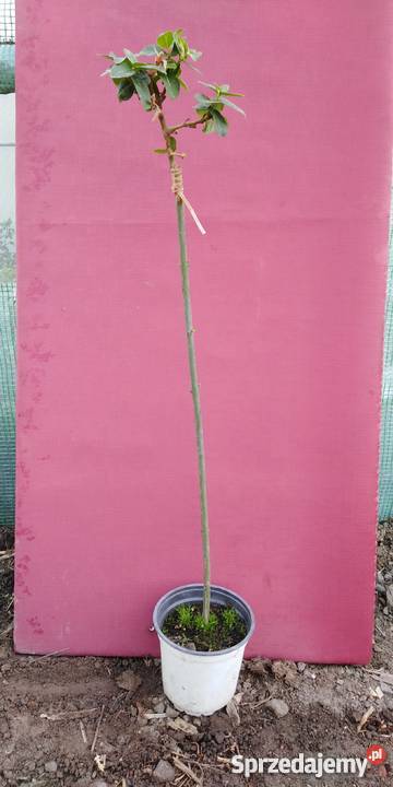 Trzmielina sunspot na pniu szczepiona