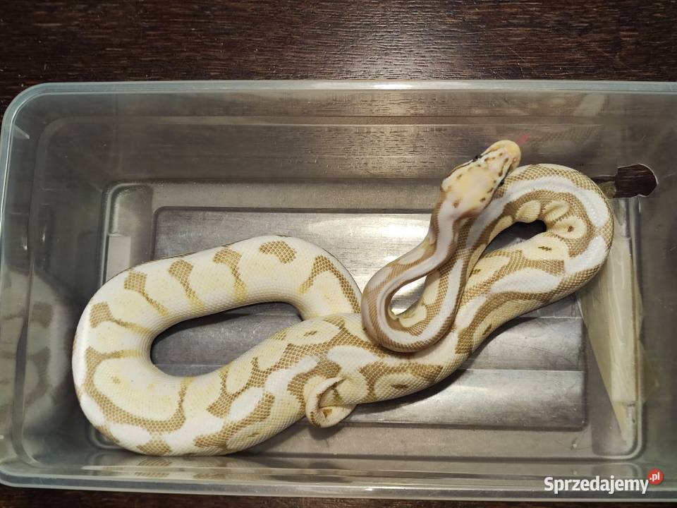 Pyton królewski Samica queen bee yellow belly Łódź